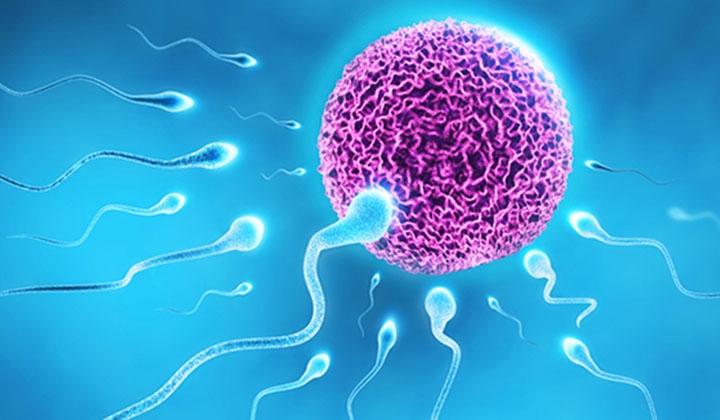 Spermi etkileyerek gebelik şansını artıran 8 mucize gıda 1 Spermi etkileyerek gebelik şansını artıran 8 mucize gıda