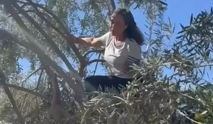 Zeytin ağacında ünlü bir güzel 3 Zeytin ağacında ünlü bir güzel