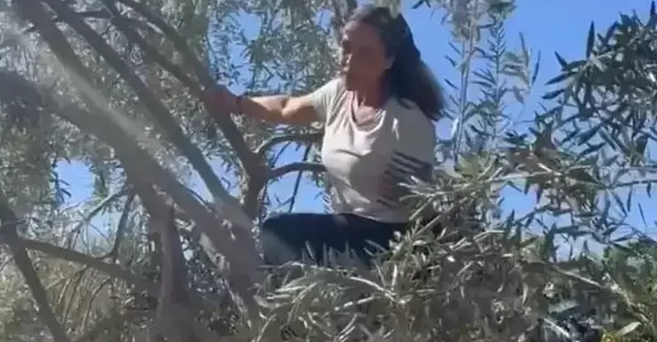 Zeytin ağacında ünlü bir güzel