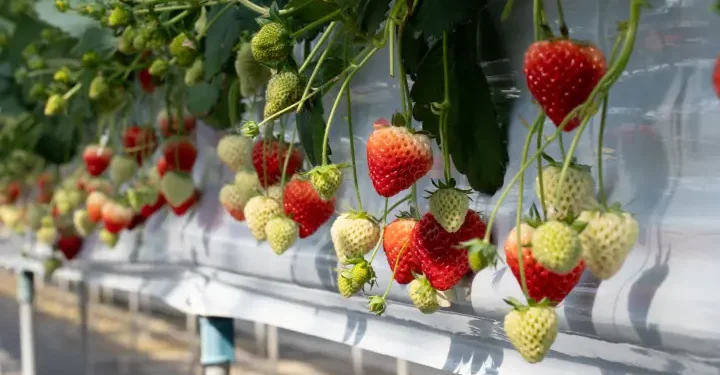 300 bin metrekarelik akıllı serada ‘Bitki İhtiyaç Haritası’ dönemi